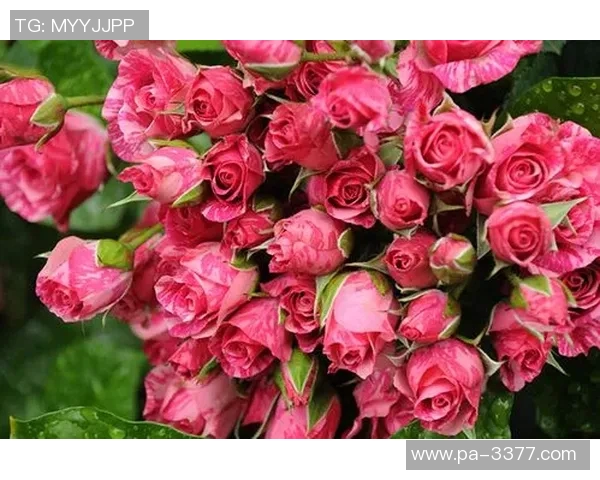 鲁本迪亚斯为女友情人节献上百朵玫瑰花束甜蜜回忆